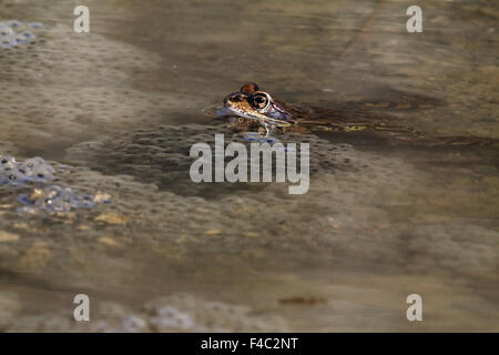 Gemeinsamen Kröte (Bufo Bufo) laichen Stockfoto