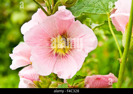 Fleißige Biene, Nahaufnahme von der Arbeitsbiene auf einer rosa Stockrose-Blüte. Rosa Malve Blumen blühen im Sommer Stockfoto