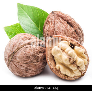 Walnuss und Nussbaum Kernel auf dem weißen Hintergrund isoliert. Stockfoto