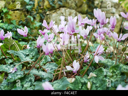 Lila Alpenveilchen Cyclamen Blumen Cyclamen hederifolium Stockfoto