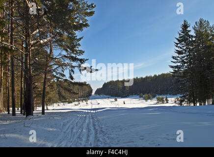 Loipe im Winterwald Stockfoto