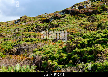 Heidekraut und Ginster-Büsche an der Küste im frühen Herbst / Ende Sommer, Cornwall, England, UK Stockfoto