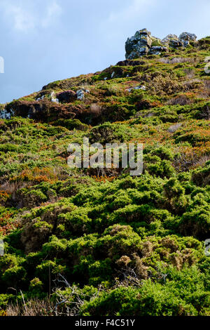 Heidekraut und Ginster-Büsche an der Küste im frühen Herbst / Ende Sommer, Cornwall, England, UK Stockfoto