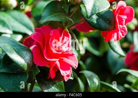 Eine blühende rote Blume von eine Kamelie (Camellia japonica) Stockfoto