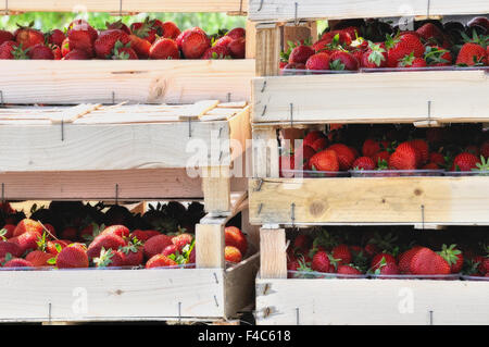 Gestapelte Erdbeeren in Erdbeer-Boxen Stockfoto