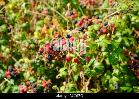 Brombeeren im Herbst verlässt Brombeerstrauch Brambles im Herbst Herbst