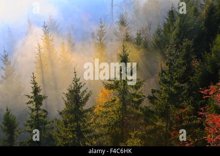 November-Nebel im Wald Stockfoto