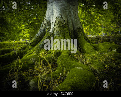 Die Wurzeln einer alten Birke In einem schönen grünen Wald Stockfoto