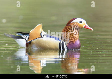 Männliche Mandarinente Stockfoto