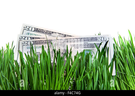 US-Dollar in den Rasen Stockfoto