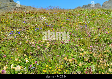 bunte Blumenwiese in den französischen Alpen, Frankreich Stockfoto
