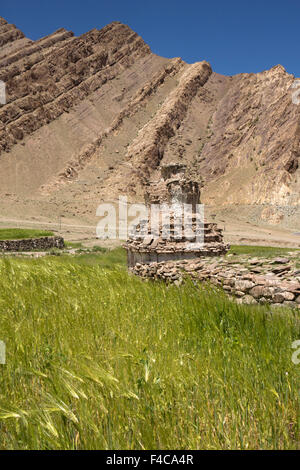 Indien, Jammu & Kashmir, Ladakh, Hemis, alte weiß getünchten Chörten am Rand des Gerstenfeld Stockfoto