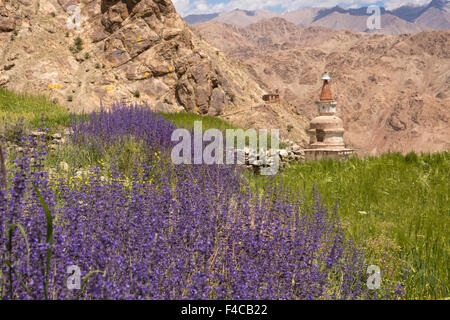 Indien, Jammu & Kashmir, Ladakh, Hemis, lila wilde Blumen wachsen am Rand des Gerstenfeld Stockfoto