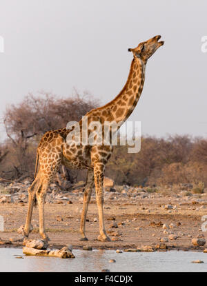 Namibia, Etosha Nationalpark, Klein Namutoni Wasserloch. Giraffe mit einem Knochen im Maul gefangen. Kredit als: Wendy Kaveney / Jaynes Galerie / DanitaDelimont.com Stockfoto