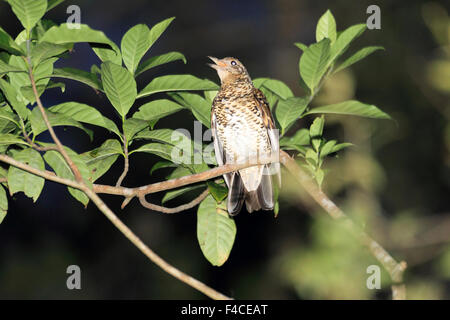 Amami Soor (Zoothera großen) in Amami-Insel, Japan Stockfoto