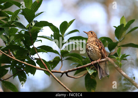 Amami Soor (Zoothera großen) in Amami-Insel, Japan Stockfoto