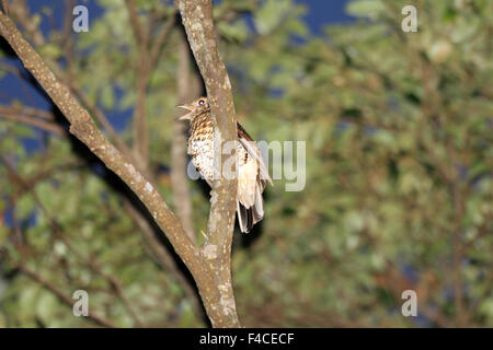 Amami Soor (Zoothera großen) in Amami-Insel, Japan Stockfoto