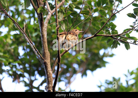 Amami Soor (Zoothera großen) in Amami-Insel, Japan Stockfoto