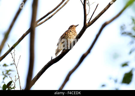 Amami Soor (Zoothera großen) in Amami-Insel, Japan Stockfoto