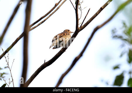 Amami Soor (Zoothera großen) in Amami-Insel, Japan Stockfoto