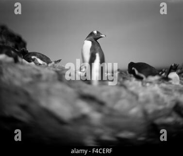 Antarktis, Petermann Island, verschwommene schwarz-weiß Bild von Gentoo Penguin ruht in Rookery auf sonnigen Abend. Stockfoto