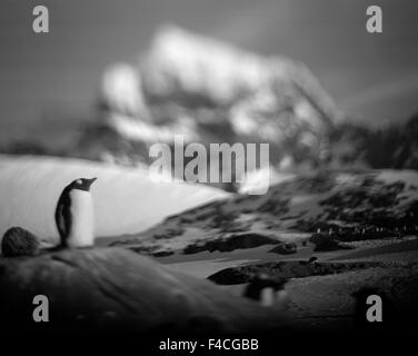 Antarktis, Wiencke-Insel, verschwommene Farbbild des Gentoo Penguin Rookery mit vergletscherte Berggipfel in Port Lockroy Distanz. Stockfoto