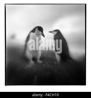 Antarktis, Deception Island, verschwommene schwarz-weiß Bild der Kinnriemen Pinguin stehen am Rand der Kolonie (großformatige Größen erhältlich). Stockfoto