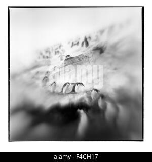 Antarktis, Deception Island, verschwommene schwarz-weiß Bild der Kinnriemen Pinguine Abstieg Schneehang (großformatige Größen erhältlich). Stockfoto