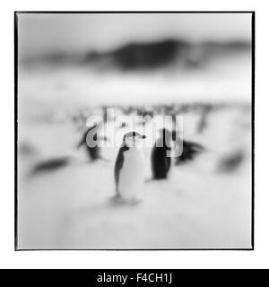 Antarktis, Deception Island, verschwommene schwarz-weiß Bild der Kinnriemen Pinguine stehen auf Schneehang (großformatige Größen erhältlich). Stockfoto