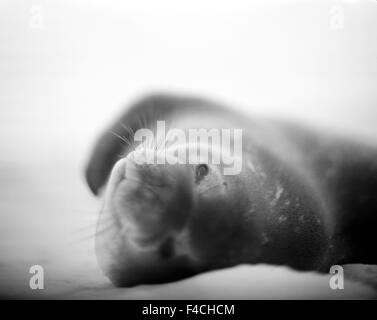 Antarktis, Deception Island, verschwommene schwarz-weiß Bild des Weddell Seal (Leptonychotes Weddellii) ruht auf tief verschneiten Strand Whalers Cove. Stockfoto