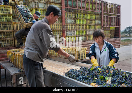 China, Ningxia. Arbeitnehmer zu inspizieren Trauben auf Sortieranlage bei Pernod Ricard Helan Mountain Winery. Stockfoto