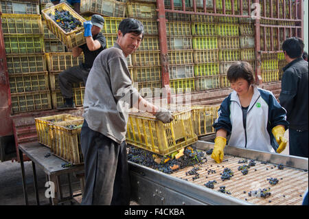 China, Ningxia. Arbeitnehmer zu inspizieren Trauben auf Sortieranlage bei Pernod Ricard Helan Mountain Winery. Stockfoto