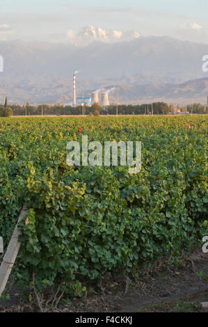 China Xinjiang Uyghur Fukang. CITIC Guoan Weingut bekommt Cabernet Sauvignon Trauben aus diesem Weinberg sitzt vor einem Kernkraftwerk und Bogda Peak im Tian Shan-Gebirge. Stockfoto