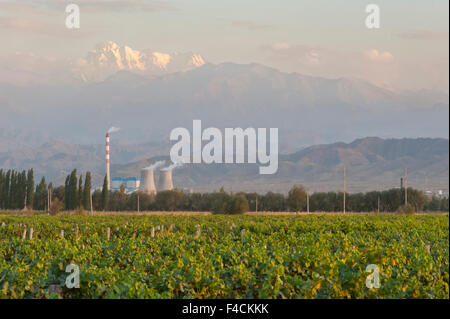 China Xinjiang Uyghur Fukang. CITIC Guoan Weingut bekommt Cabernet Sauvignon Trauben aus diesem Weinberg sitzt vor einem Kernkraftwerk und Bogda Peak im Tian Shan-Gebirge. Stockfoto