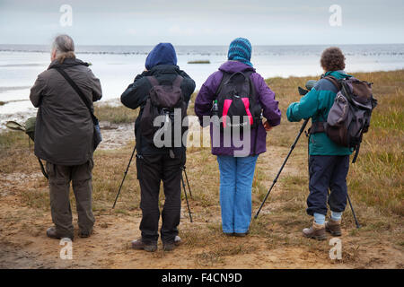 Southport, Merseyside, UK vom 16. Oktober 2015. Ältere Menschen, Senioren Birdwatchers, mit einem Spektiv, Teleskop, Fernglas, auf Southport absteigen. Beobachten Sie die Tierwelt Spektakel als Watvögel und andere Vögel in der Marsh Fütterung Suche nach rastplätze als Meerwasser steigt. Die ersten 500 rosa-Gänse haben die 500 Kilometer lange Reise aus Island die folgenden Monat an Marshside zu verbringen und Rastplätze auf dem lokalen Bloßes. In den nächsten Wochen zahlen werden ständig mit schätzungsweise 100.000 Gänse erwartet aus Island zu gelangen. Stockfoto