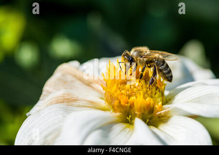 Ein Krainer Biene (Apis mellifera carnica) ist das Sammeln von Nektar aus einer dahlie (Asteraceae) Blüte Stockfoto