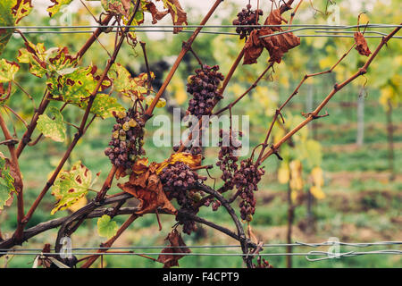 Nahaufnahme, alte verdorrte rote Trauben Wein Plantage auf einem Weingut. Stockfoto