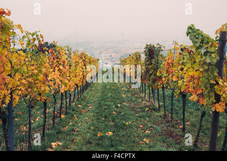 Ansicht der Traube Plantagen mit Multi farbige Blätter im Herbst. Stockfoto