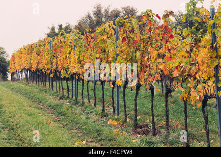 Seitenansicht der Traube Plantagen mit Multi farbige Blätter im Herbst. Stockfoto