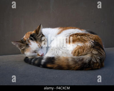 Katze zusammengerollt schläft auf Steinbank im freien Stockfoto