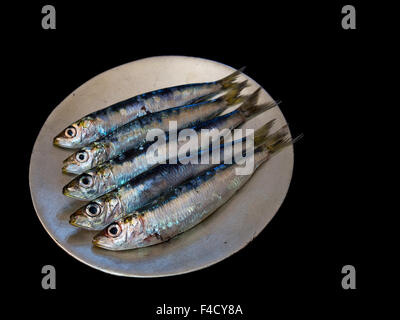 Gesunden Fetten Fisch aka Sardinen. Isoliert auf schwarz. Grelle Beleuchtung für Effekt. Stockfoto