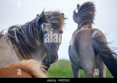 Blauäugige Islandpferd, Nordhurland Vestra, Island. Stockfoto