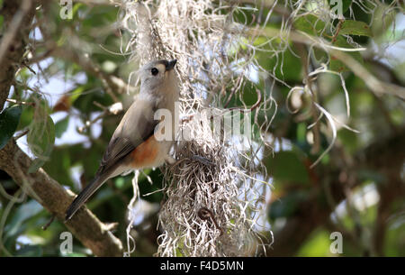 Tufted Meise (Baeolophus bicolor) in Florida Stockfoto