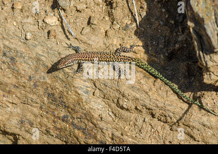 Iberische Mauereidechse Sonnenbaden, Podarcis Hispanica in den Bergen von Mijas, Spanien. Stockfoto