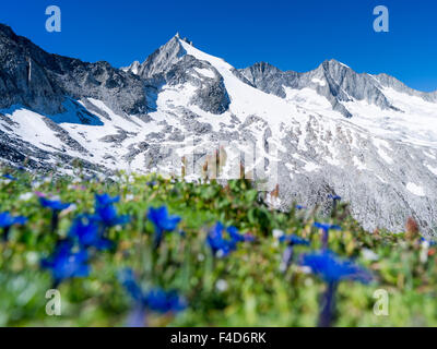 Reichenspitz Bergkette in den Zillertaler Alpen im Nationalpark Hohe Tauern. L-r: Gabler, Rober Spitze, Hahnenkamm, Wild-Gerlos Spitze. Österreich, Tirol. (Großformatige Größen erhältlich) Stockfoto