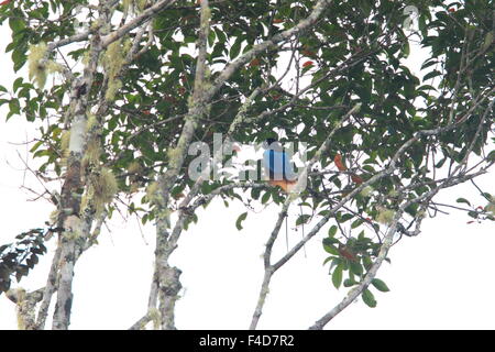 Blauer Paradiesvogel (Paradisaea Rudolphi) männlich in Papua-Neu-Guinea Stockfoto