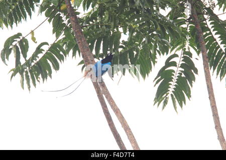 Blauer Paradiesvogel (Paradisaea Rudolphi) männlich in Papua-Neu-Guinea Stockfoto