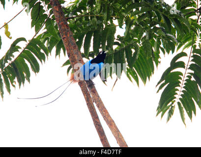 Blauer Paradiesvogel (Paradisaea Rudolphi) männlich in Papua-Neu-Guinea Stockfoto