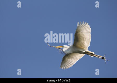 Silberreiher mit Nistmaterial. Stockfoto