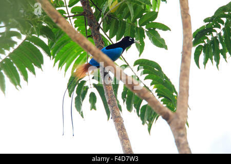 Blauer Paradiesvogel (Paradisaea Rudolphi) männlich in Papua-Neu-Guinea Stockfoto